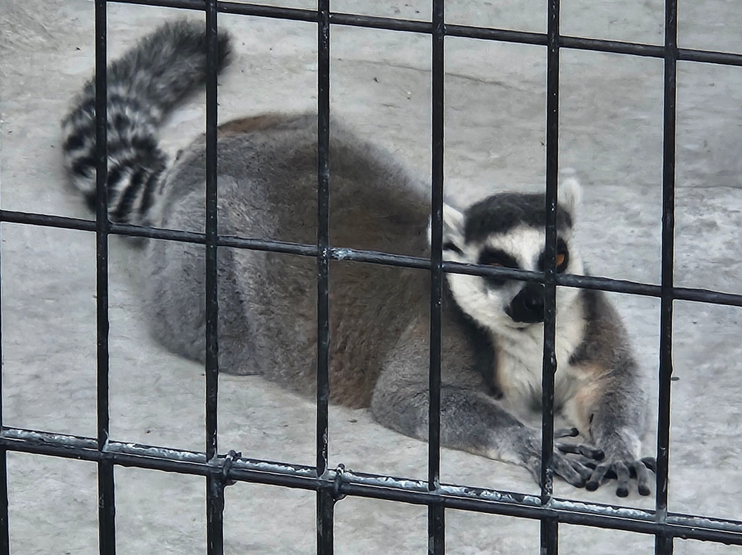 Big Cat Habitat-萨拉索塔必去景点