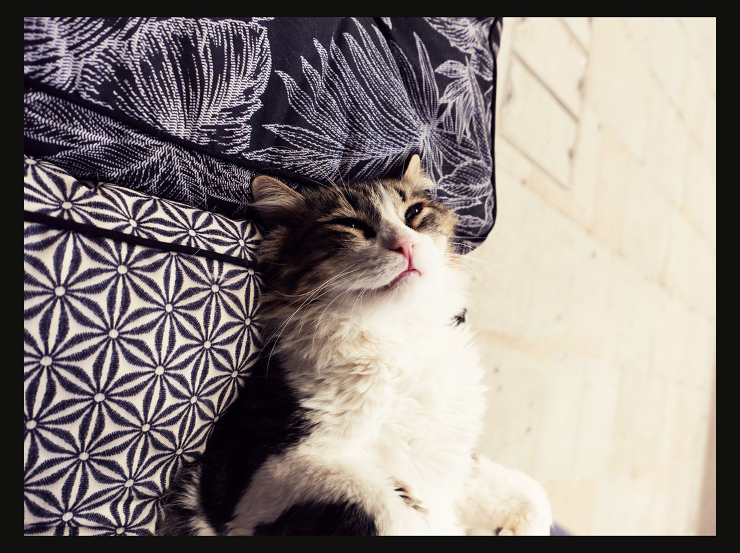 Bedford Cat Café-贝德福德必去景点