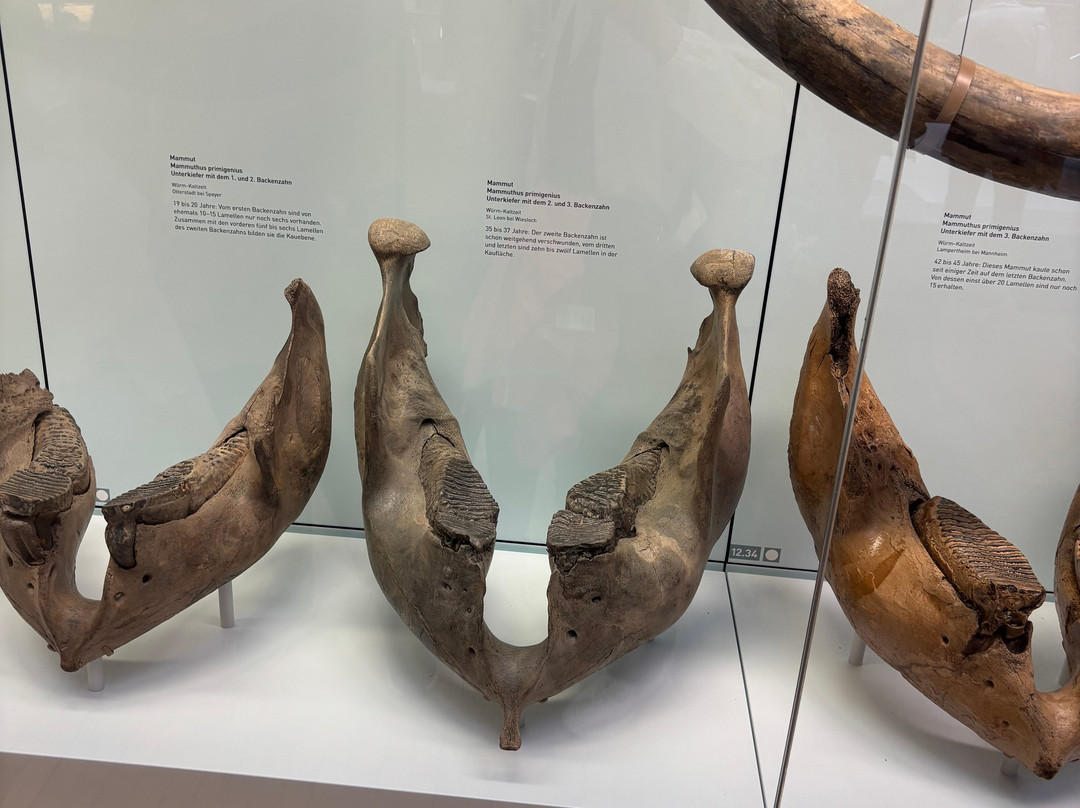 Naturkunde Museum Stuttgart-斯图加特必去景点