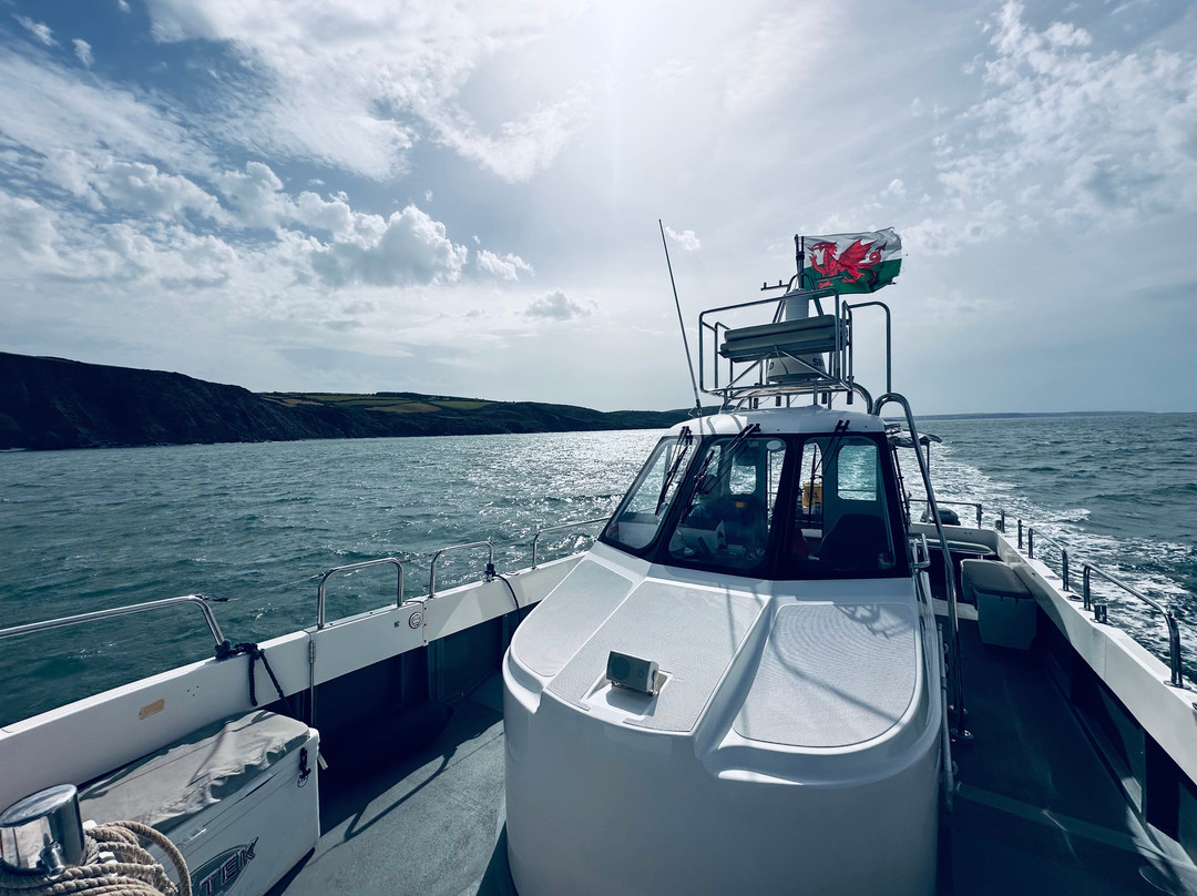 Dolphin Spotting Boat Trips (by New Quay Boat Trips)-纽基必去景点