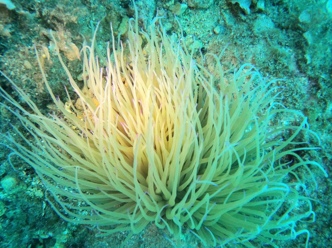 Elba Diving-Marciana Marina必去景点