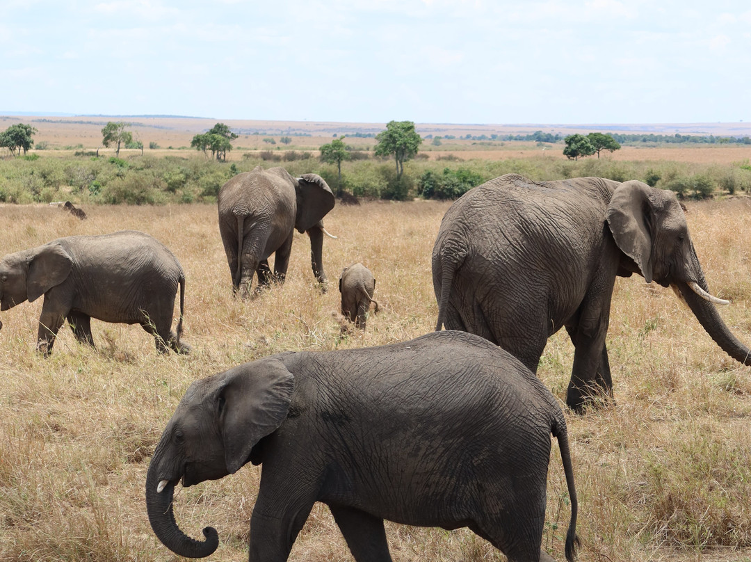 Live in Love Kenya tours and travel-Langata必去景点