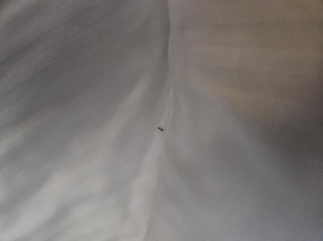 格伦罗斯拉昆塔温德姆套房酒店主图