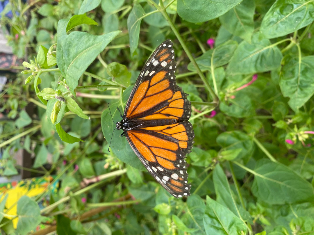 Butterfly World and Fountain World-Wootton必去景点
