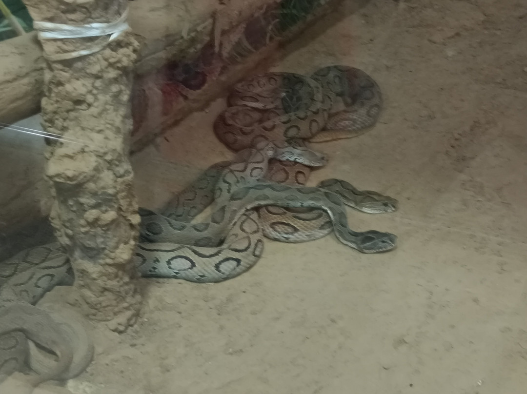 Birsa Zoological Park-兰契必去景点