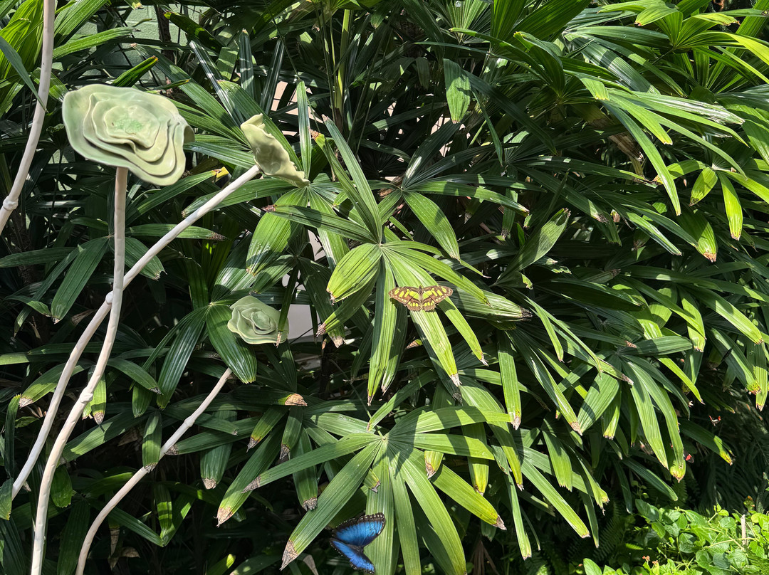 Butterfly Wonderland-斯科茨代尔必去景点