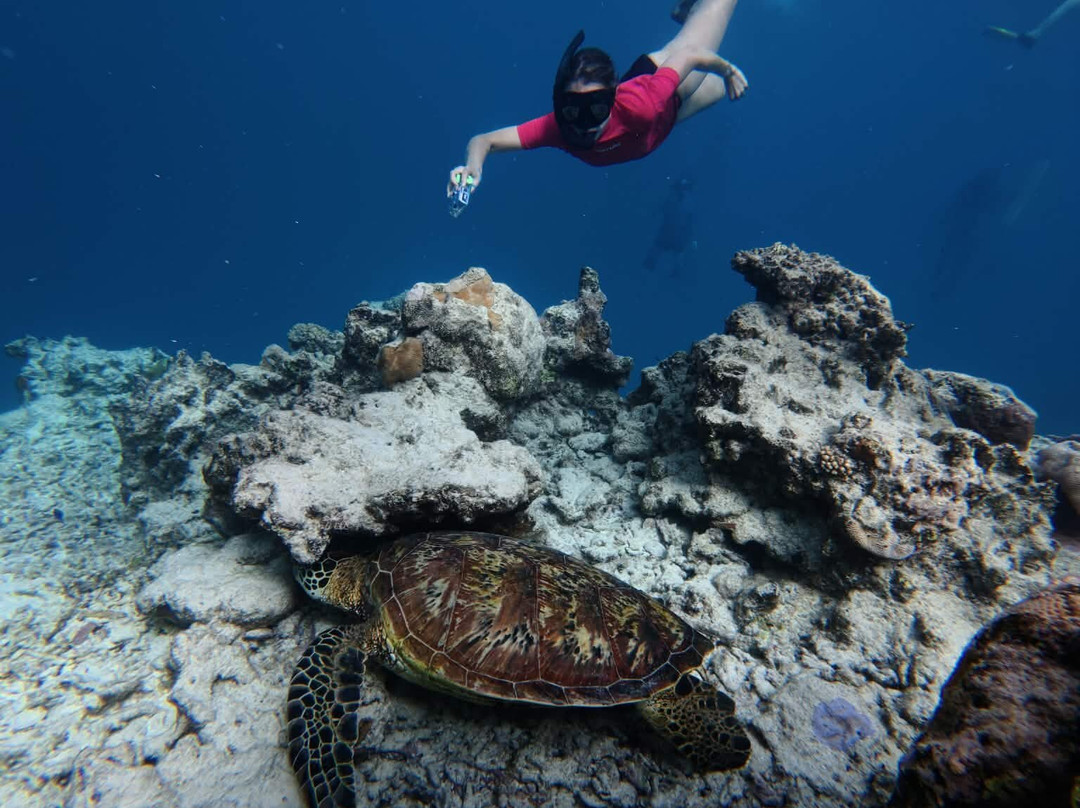 Go Local Cook Islands-堤堤卡维加必去景点