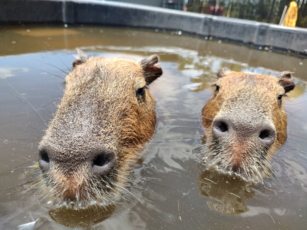 Happy Capys Capybara Experiences
