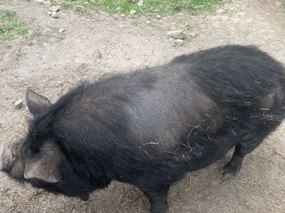 Cardrona - Kind Farm Animal Sanctuary