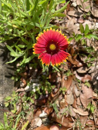 Jeff Friend Trail-格尔夫海岸必去景点