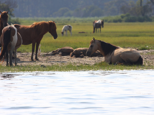 Assateague Explorer Wildlife Cruises