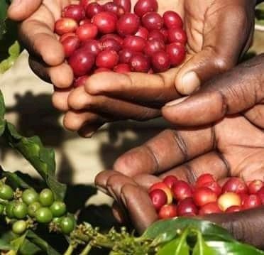 Coffee Tour - Day Tours-托伯莫里必去景点