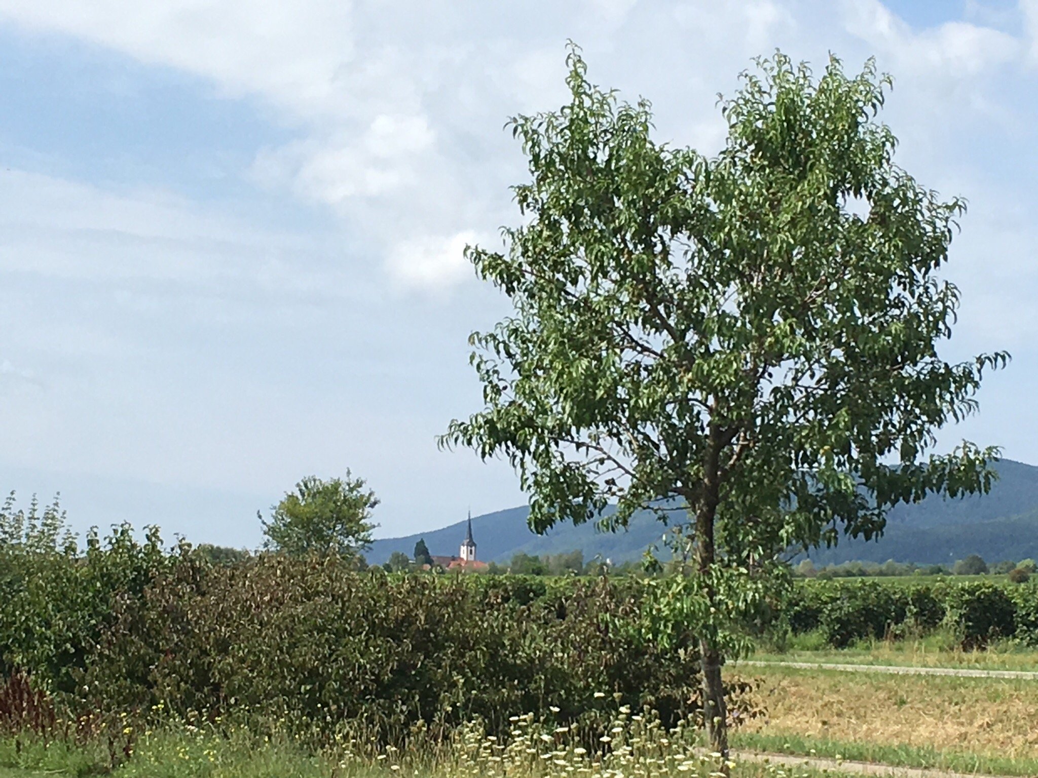Weingut Glas-官方