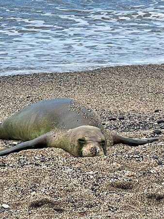 Kauai Banyan Inn主图