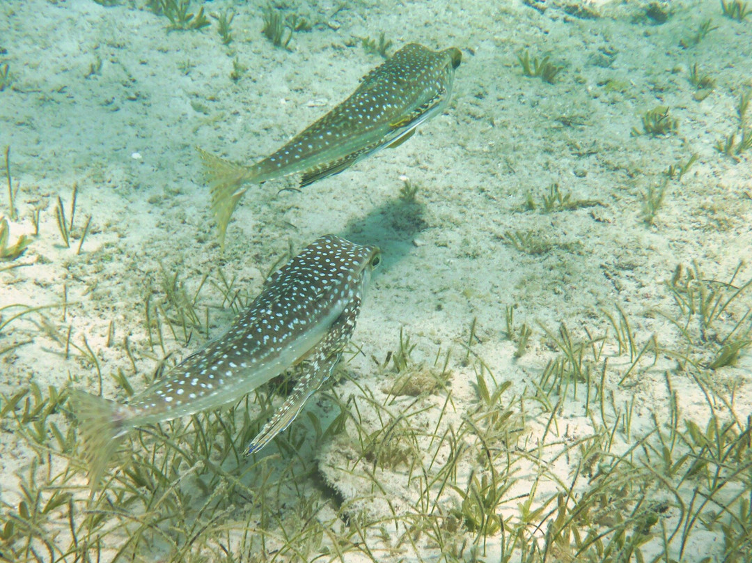 Tres Trapi Steps-Noord必去景点
