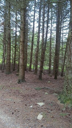 Cambus O'May Forest-巴拉特必去景点
