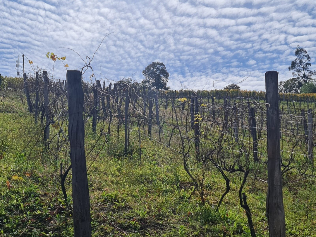 Vinícola Stella Valentino-Andradas必去景点