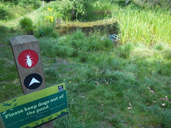 Highgate Common Wildlife Reserve景点图片