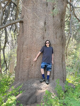 Champion Lodgepole Pine-大熊湖必去景点