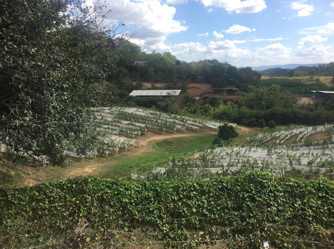 Alcidini Winery景点图片