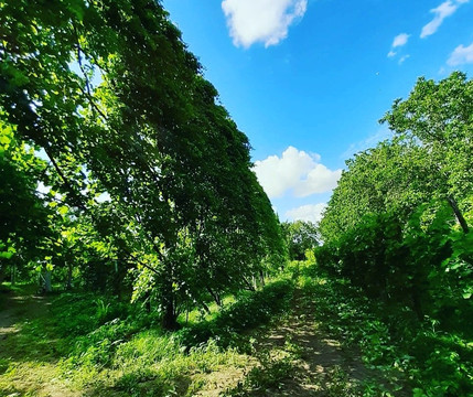 Sant'arpino旅游攻略图片