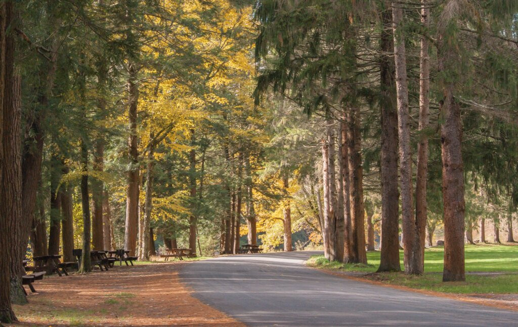 Cook Forest State Park景点图片
