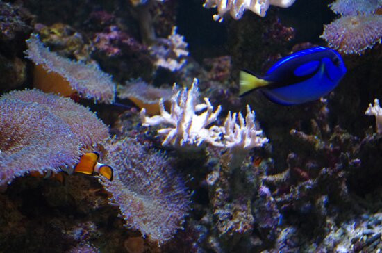 Sea Life景点图片