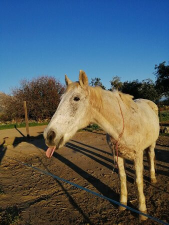 Kardamena Horse Riding Center-卡达米那必去景点