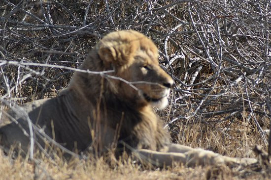 Robbie Williams Safaris-雾观必去景点