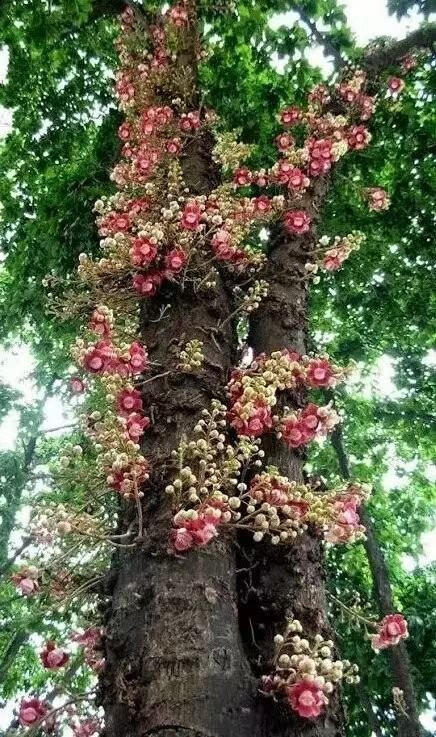 惠州百花洲-惠州市必去景点