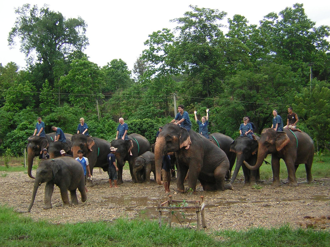 Magical Elephant Training景点图片