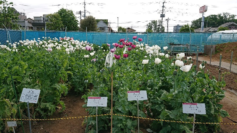 小平市旅游景点-Tokyo Medicobotanical Garden