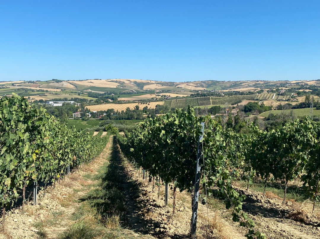 Azienda Agricola Rovegliano
