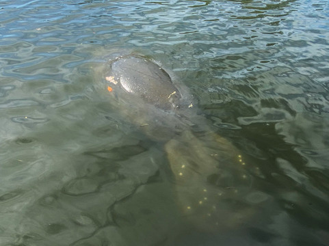 Kayaking SRQ Tours and Rentals-萨拉索塔必去景点