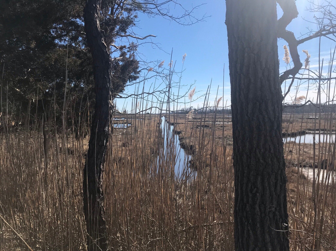 Cattus Island County Park景点图片