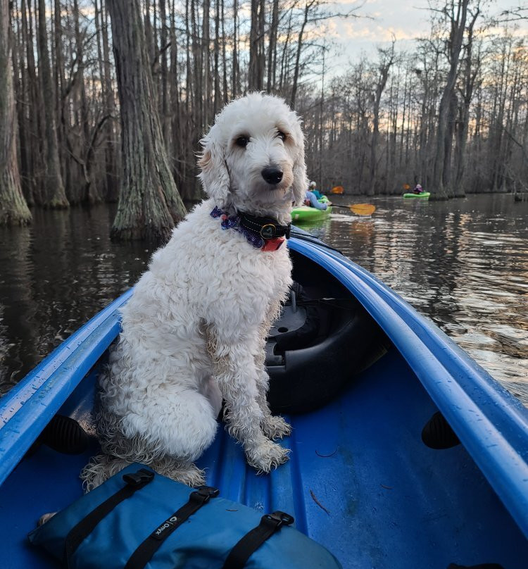 Mill Pond Kayak, LLC-Twin City必去景点