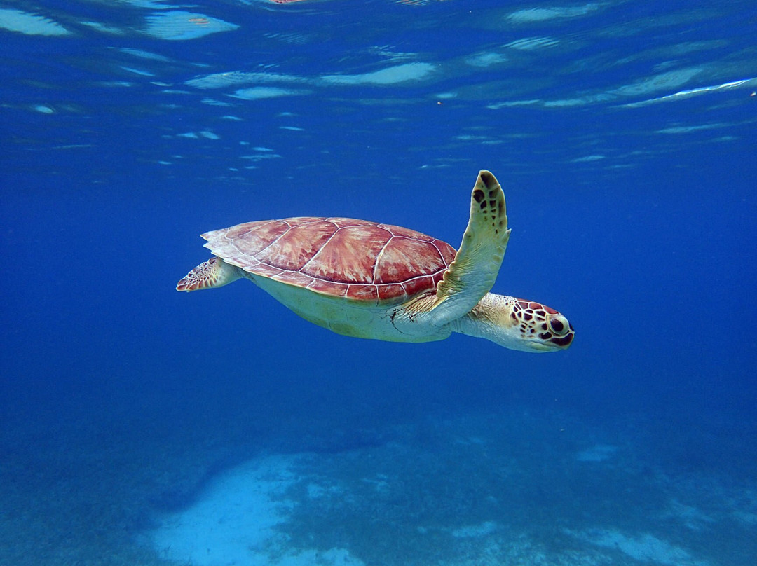 Culebra Island Adventures-库莱布拉岛必去景点