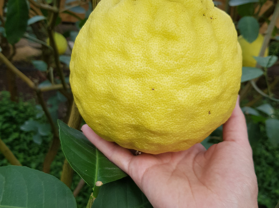 Limonariy-萨拉托夫必去景点