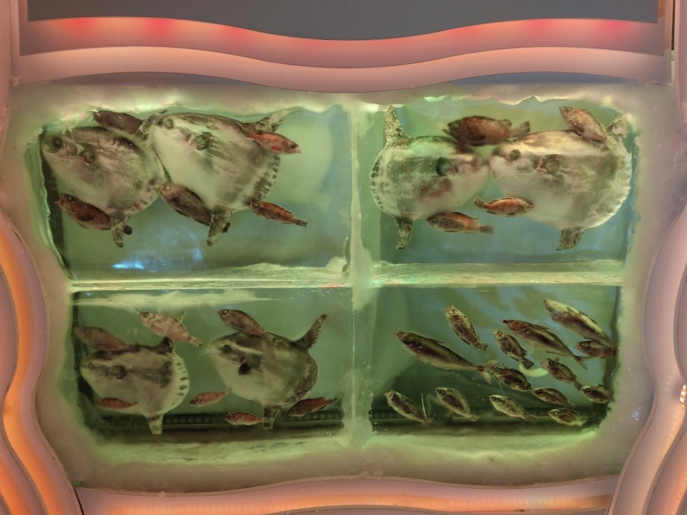 Ice Aquarium-气仙沼市必去景点