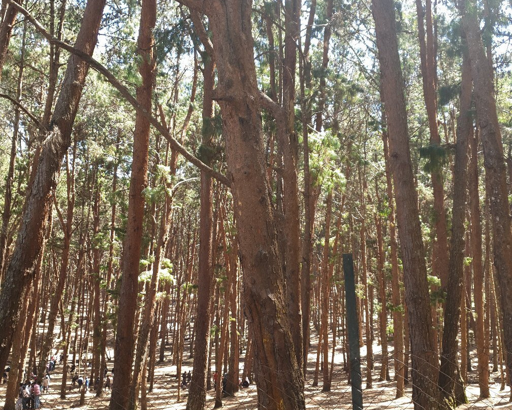 Pine Forest景点图片