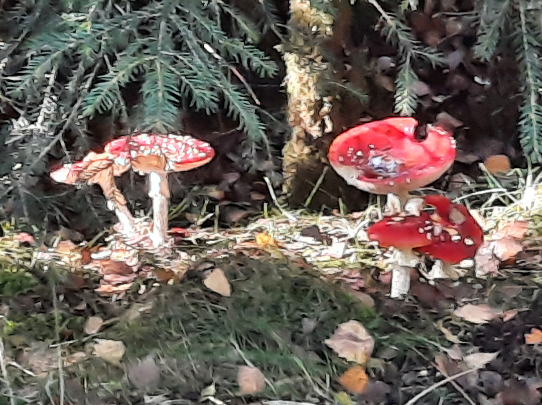 Parc Naturel des Hautes Fagnes景点图片