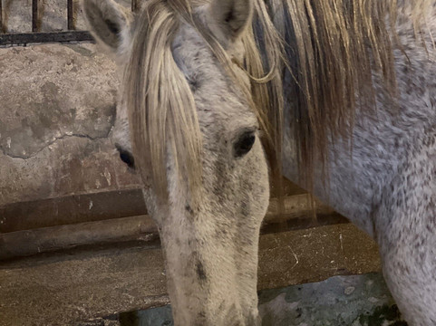 Mas Saint Germain-阿尔勒必去景点