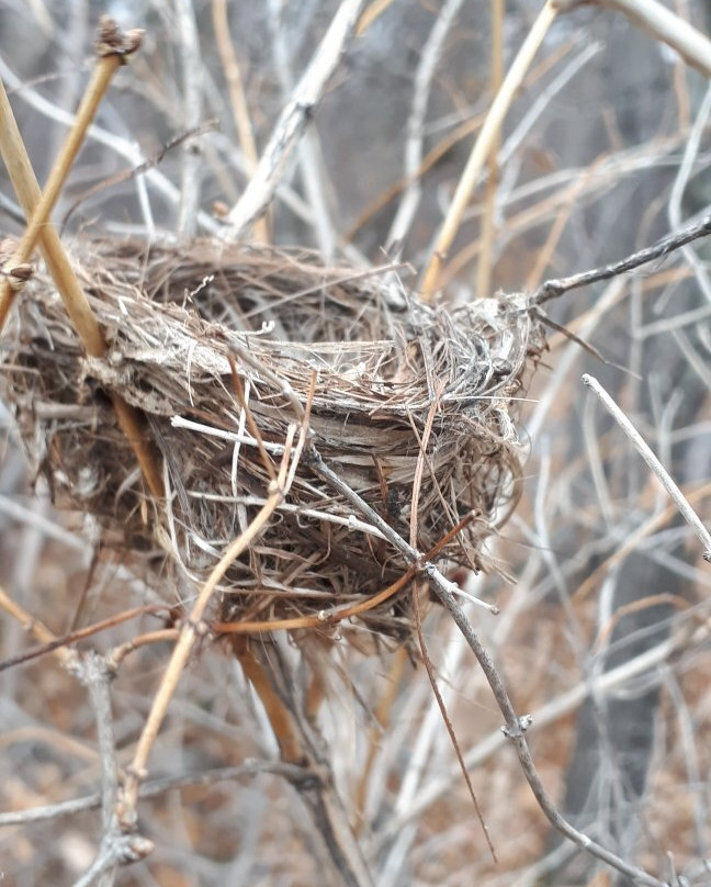 Kings Park-温尼伯必去景点