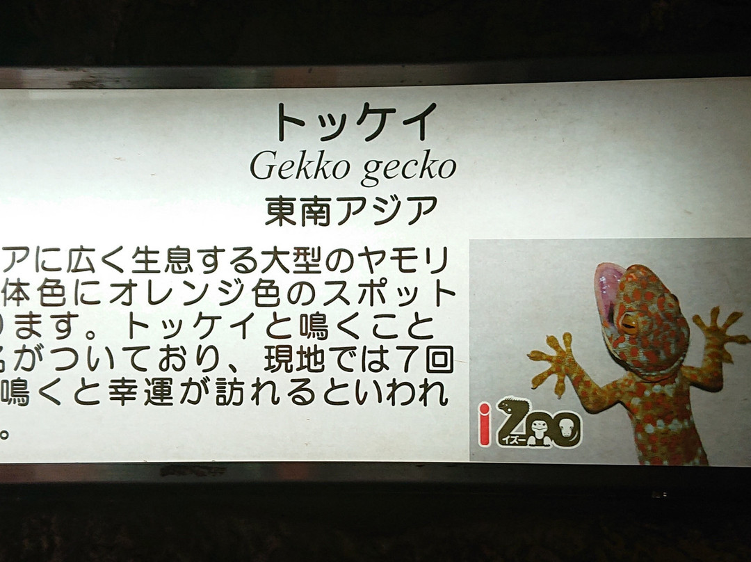 iZoo-河津町必去景点