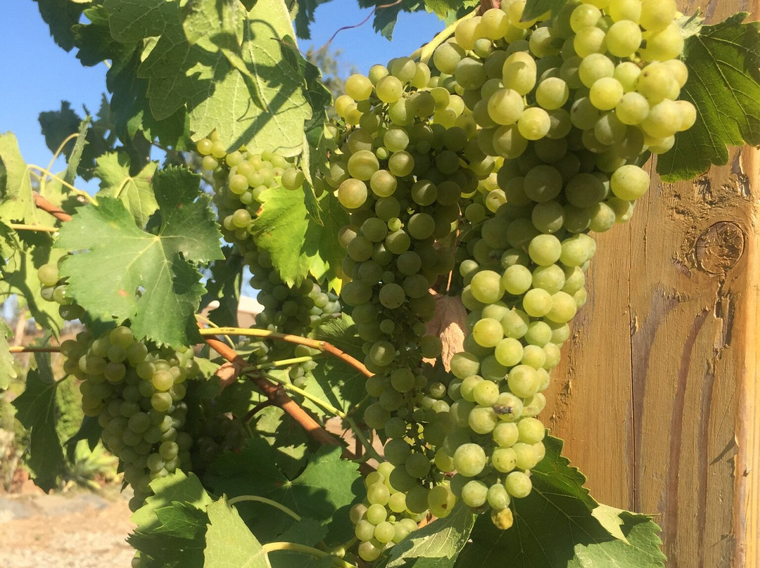 Alximia Vinicola景点图片