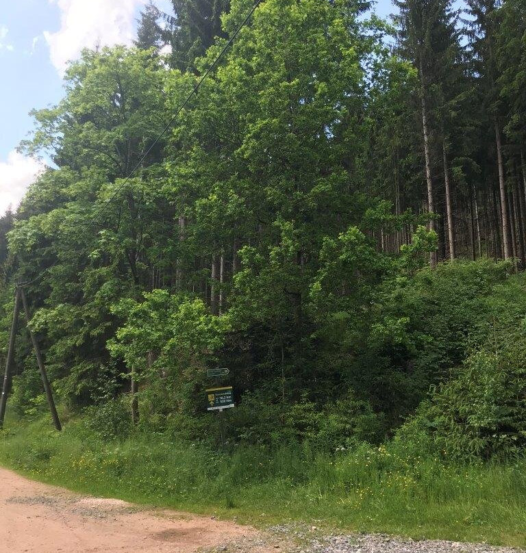 Auersbergkonig