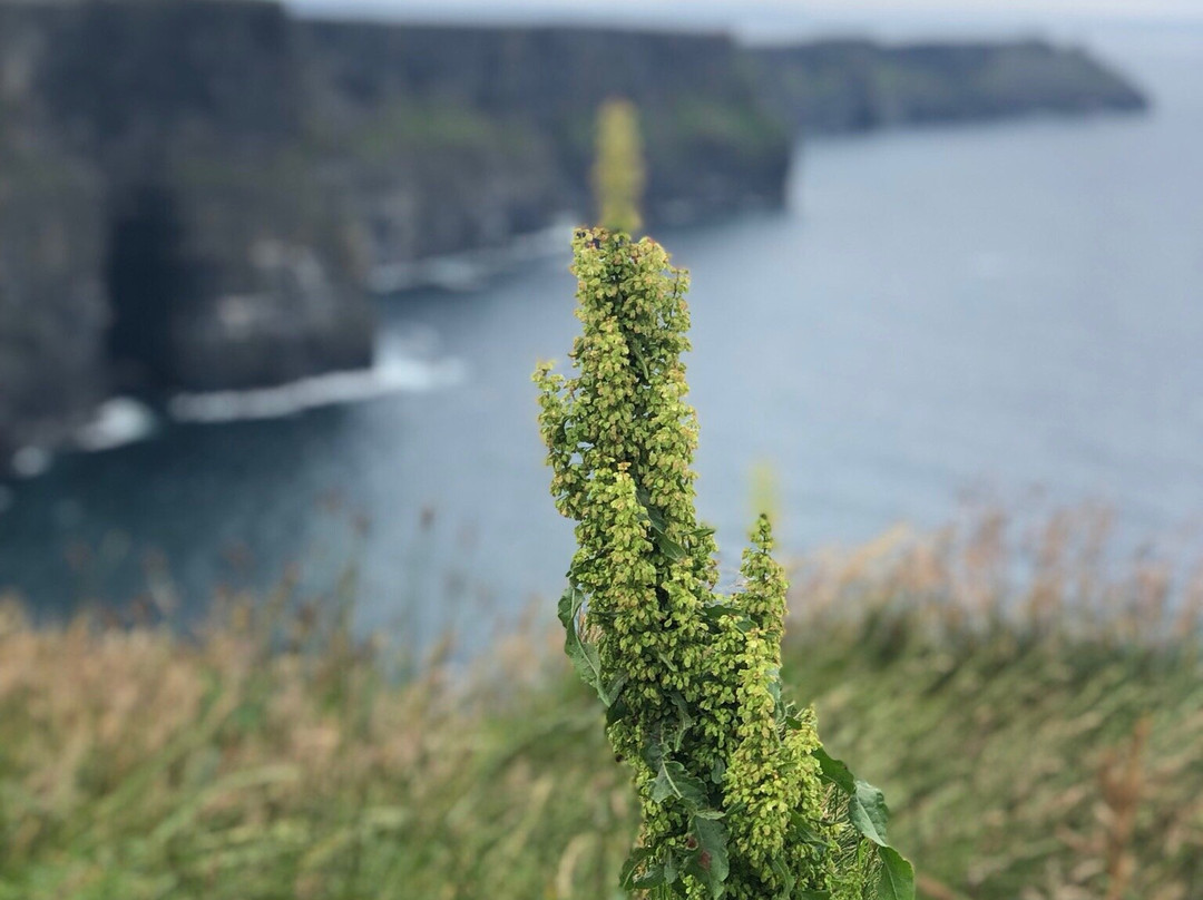 Shamrocker Irish Adventures - Day Tour-都柏林必去景点