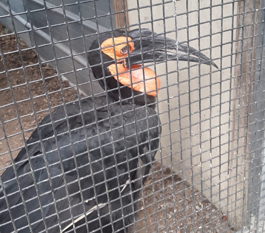 Natural Bridge Zoo-天然桥必去景点