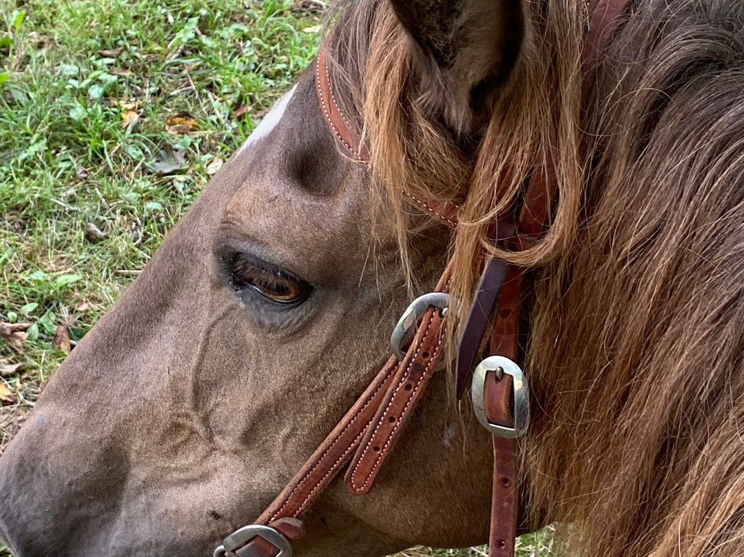 Appalachian Horse Adventures - Montebello, VA-Montebello必去景点