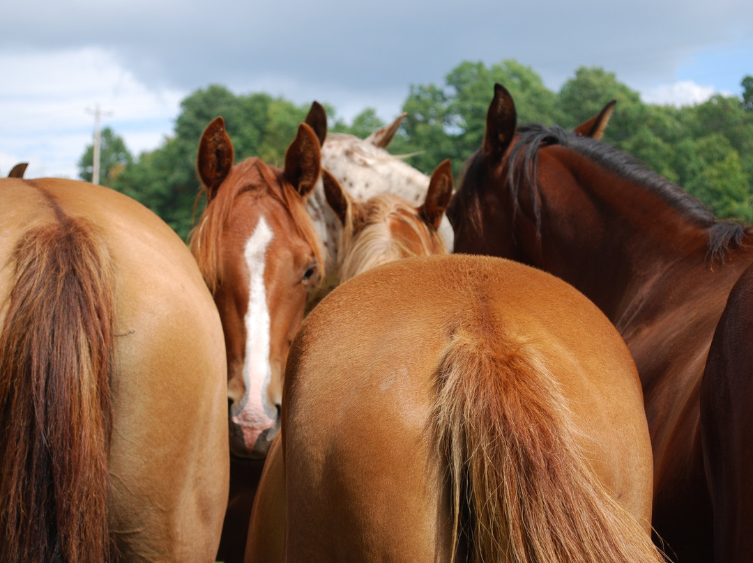 Bedford County Horseplay. LLC景点图片